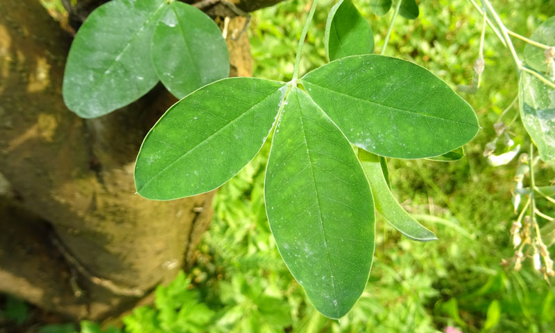 Laburnum anagyroides - Fabaceae